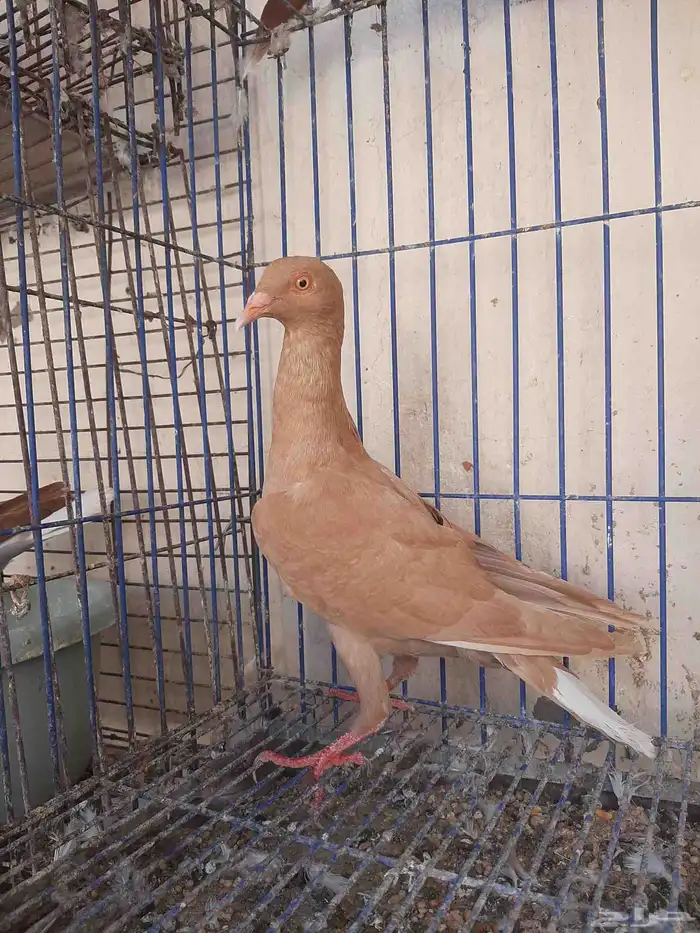 عرض طيور شاميه 1