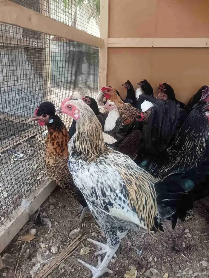 دجاج بلدي حساوي 1