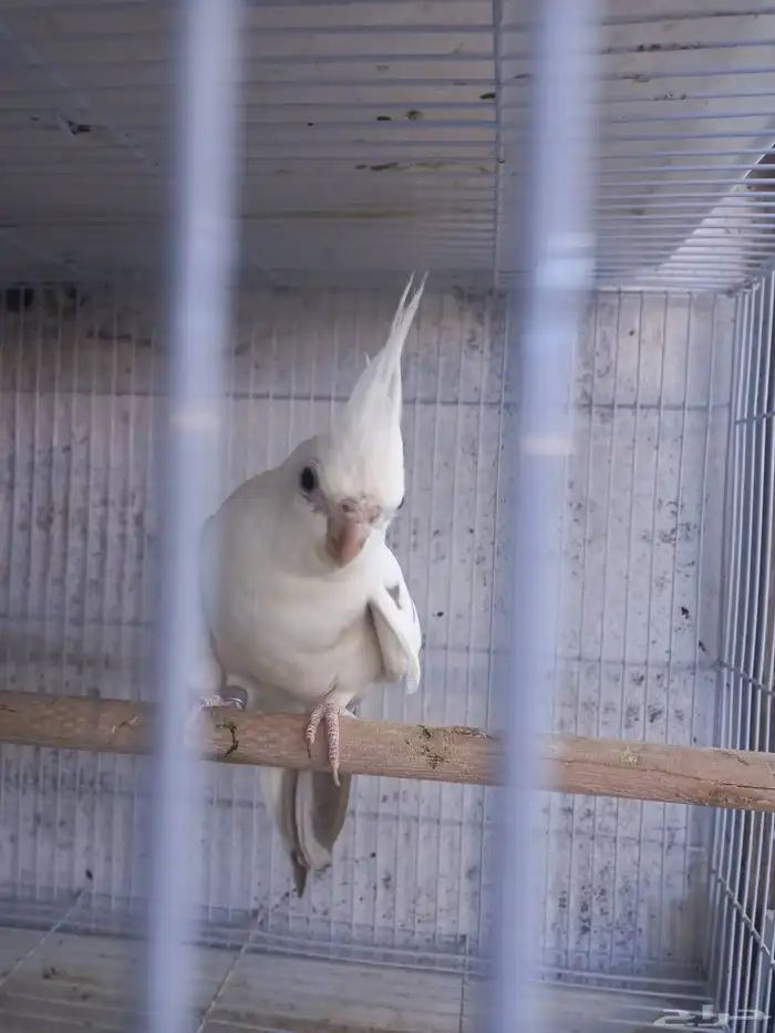 زوج كروان هولندي جرم ولون ..فخم..تم الحجز 7