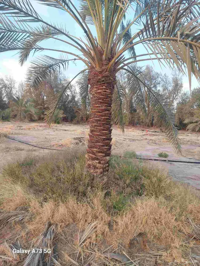 يوجد لدينا نخل عربي قلع وغرس و توريد 3