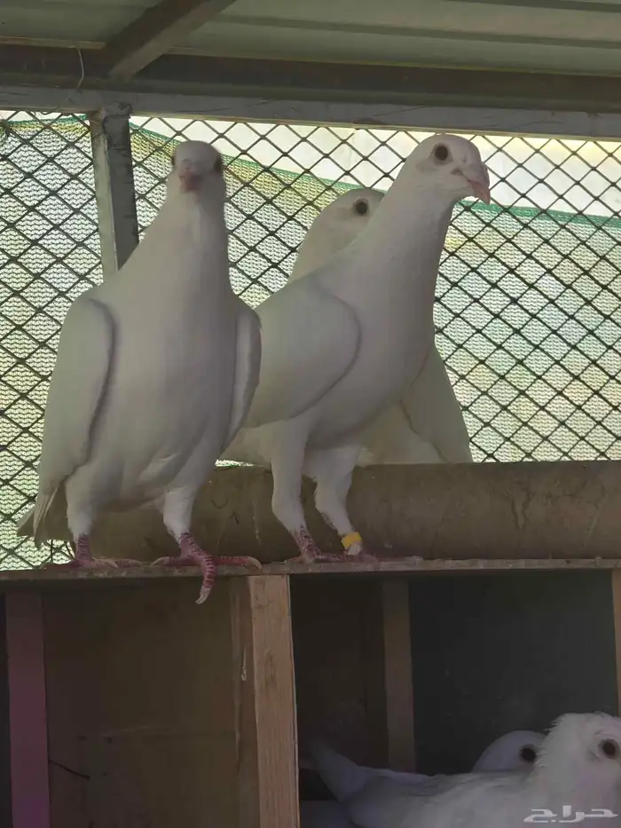 حمام زاجل سباق ابيض مميز 0