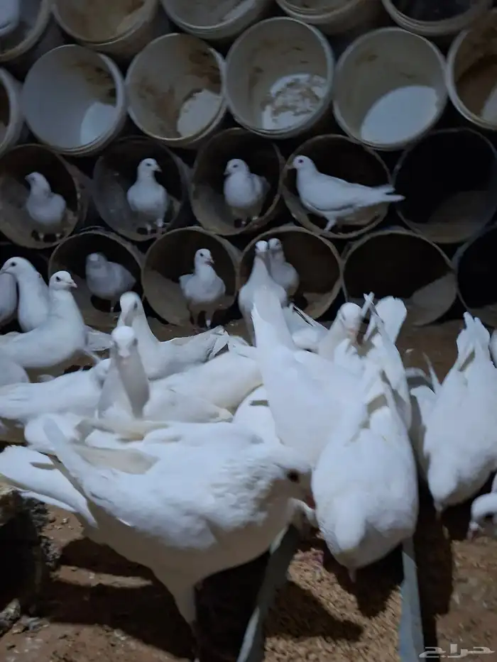 حمام فرنسي 0