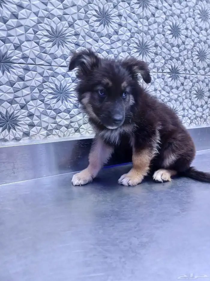 كلاب جرمل شبر 6