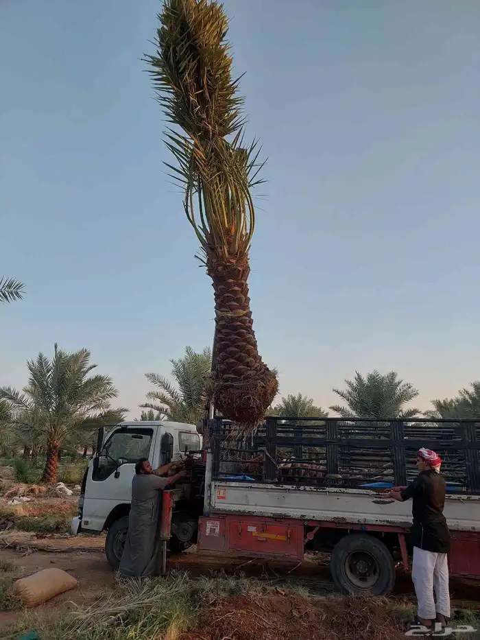 نخيل_مثمر_بجميع_انواعه_ومقاسته 7