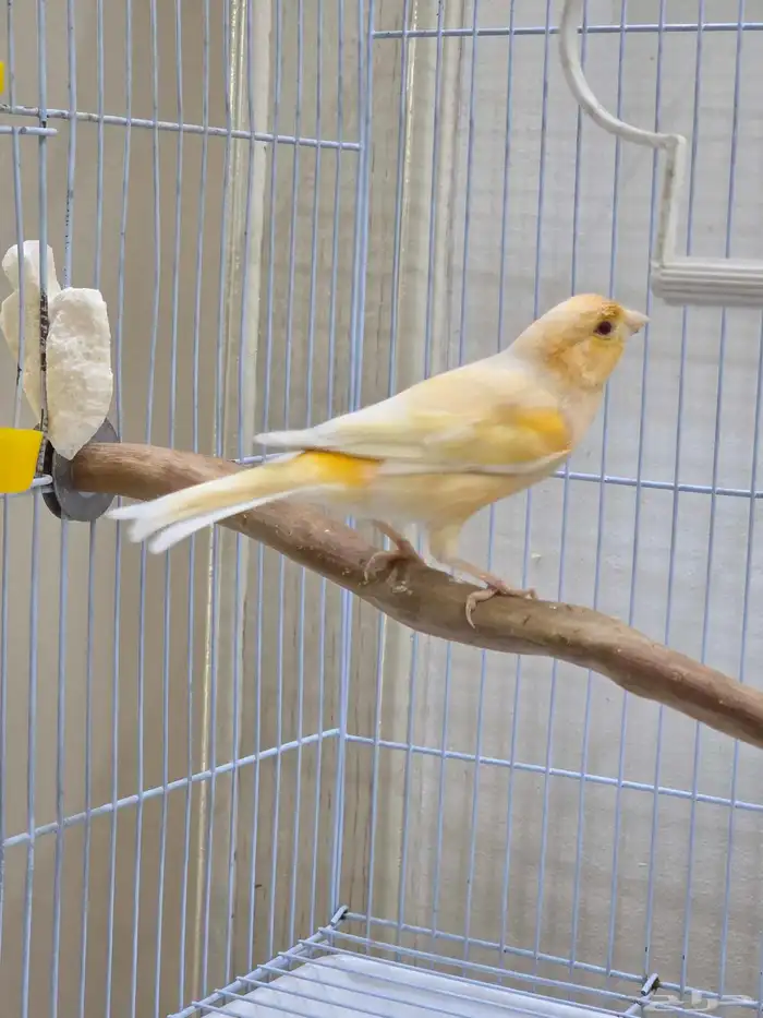 ذكر كناري طفره عيون حمر 2