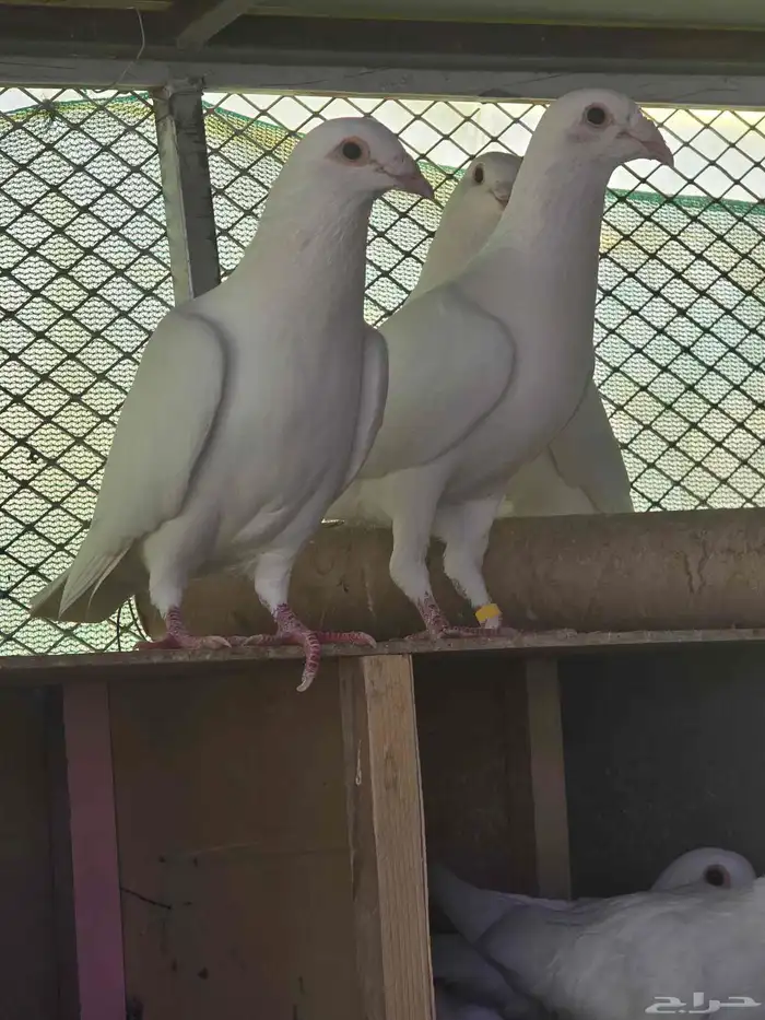 حمام زاجل سباق ابيض مميز 2