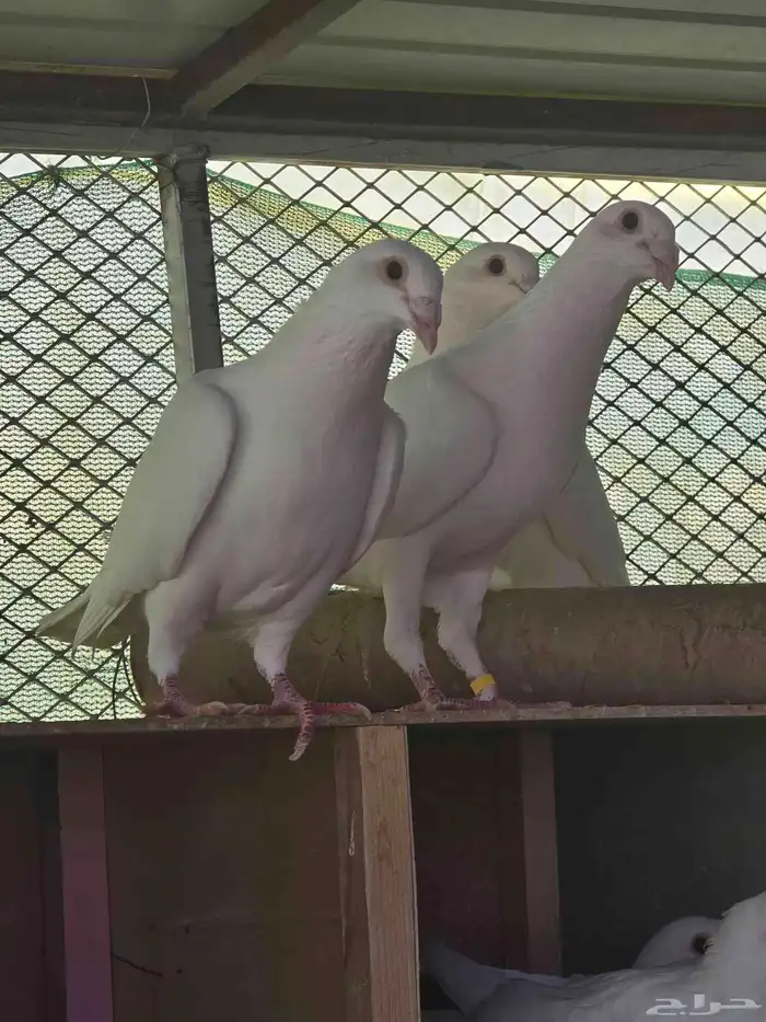 حمام زاجل سباق ابيض مميز 1