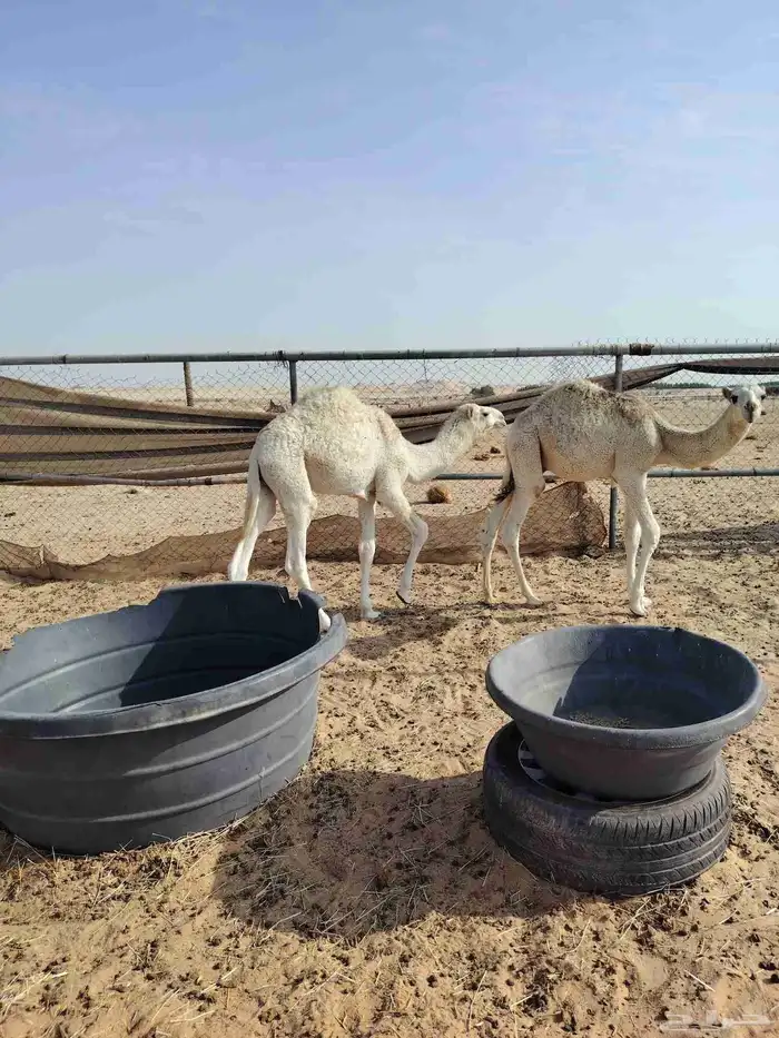 الله يزيد ويبارك 2 قعود 1بكره طيب 4