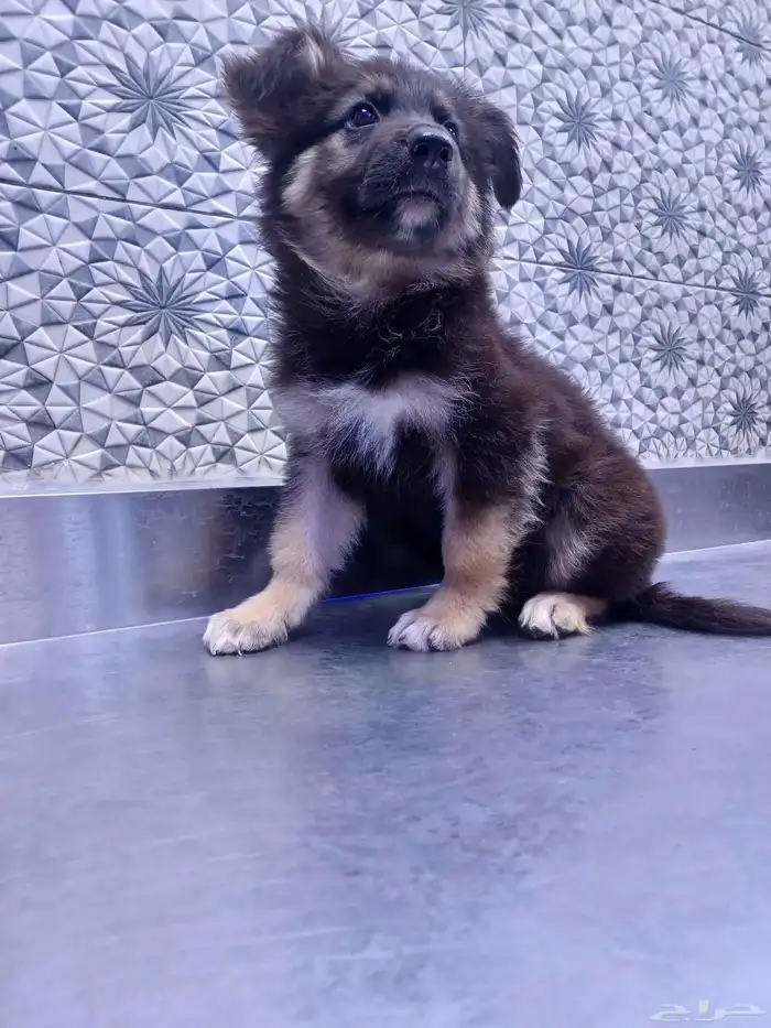 كلاب جرمل شبر 2