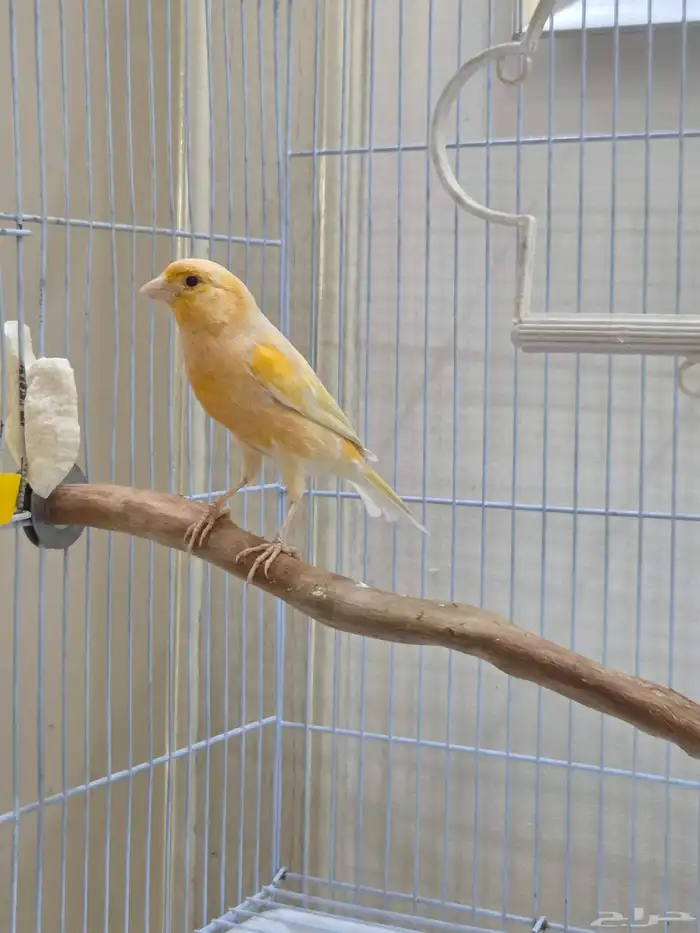 ذكر كناري طفره عيون حمر 4