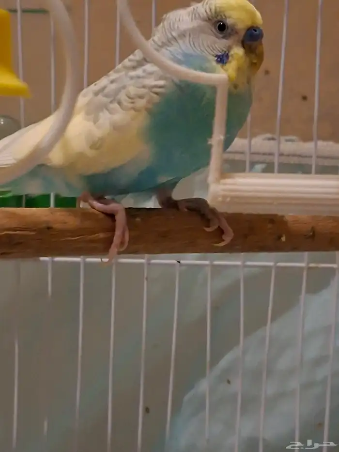 بادجي زوج منتج 5