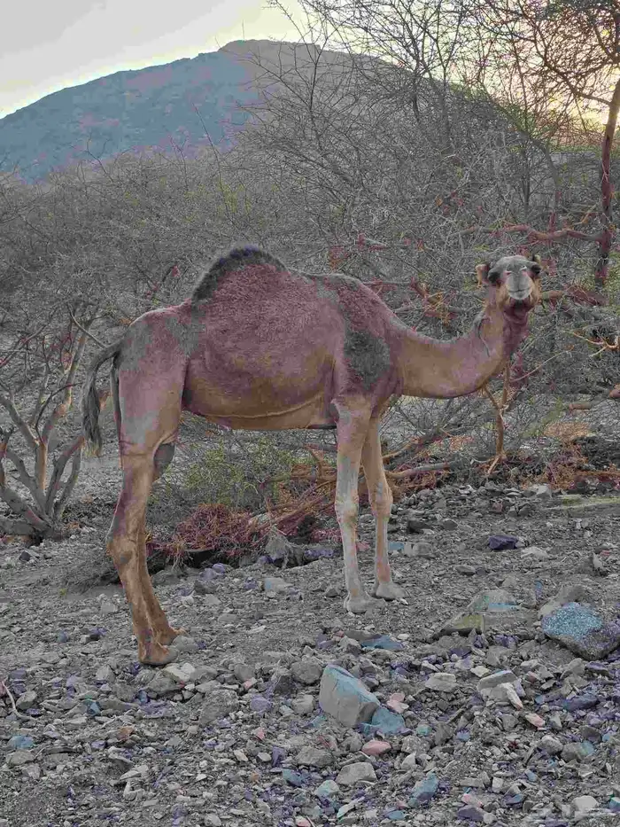 حايل رباع للبيع 1