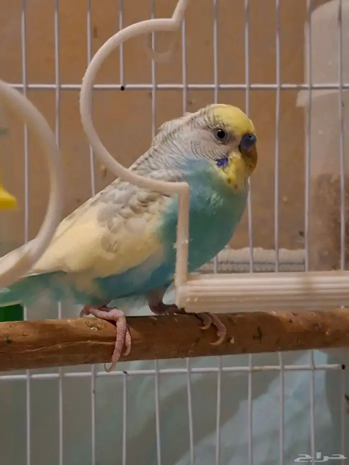 بادجي زوج منتج 3