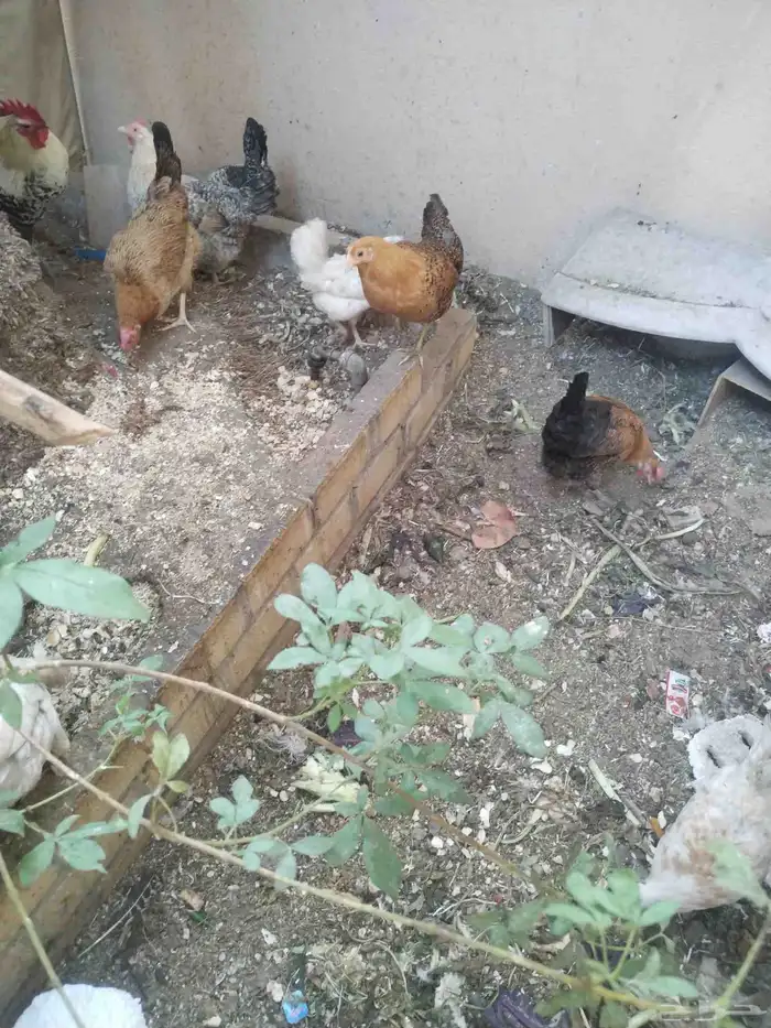 دجاج فيومى ودجاج حباحب جميعم بياض وديك فيومى 3