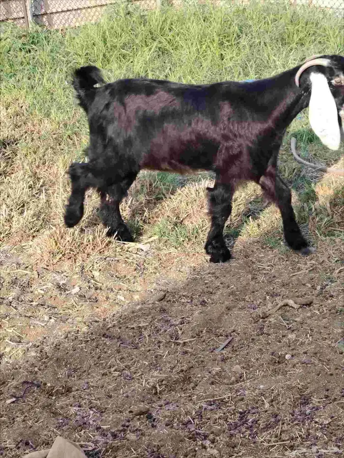 عداد 6 خرفان نعيم طيبه العمر من 8لي9 شهور. عداد 4 معزه 5