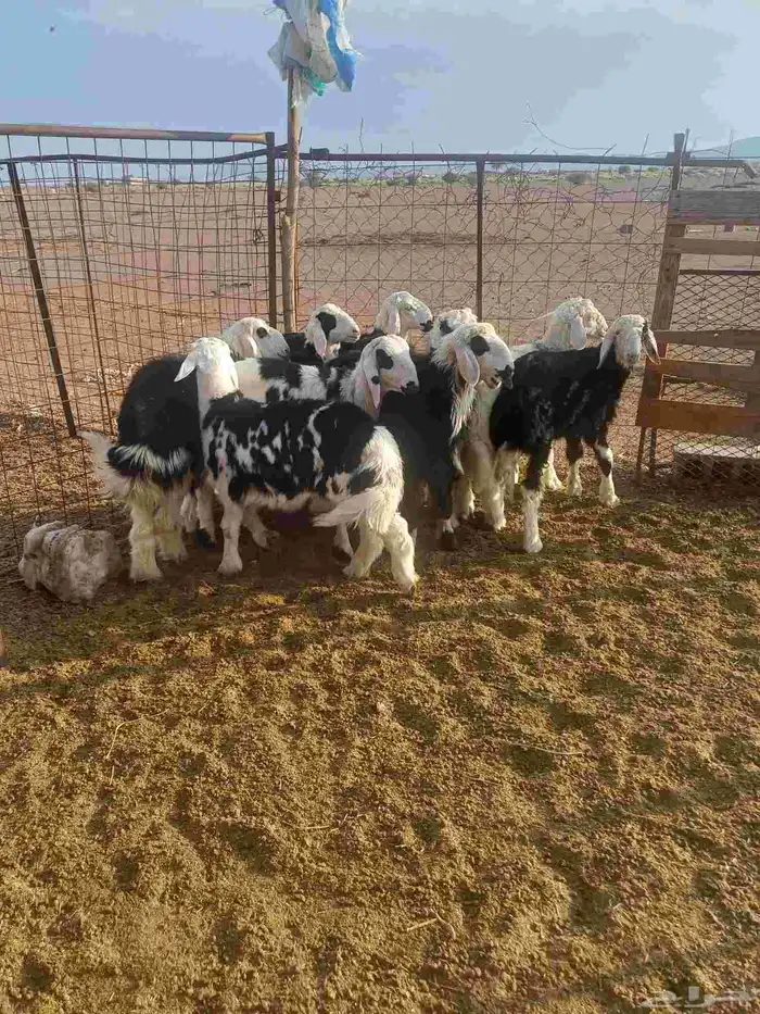 طليان للبيع 2