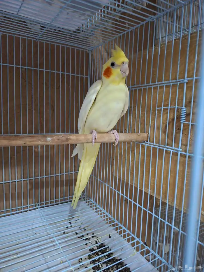 انثى كروان لاتينو عيون حمر 2