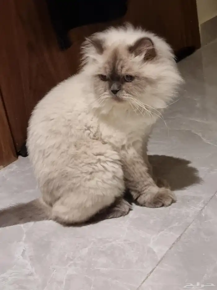 قط للتبني نوع همالايا ذكر (معق م) للجادين فقط 4