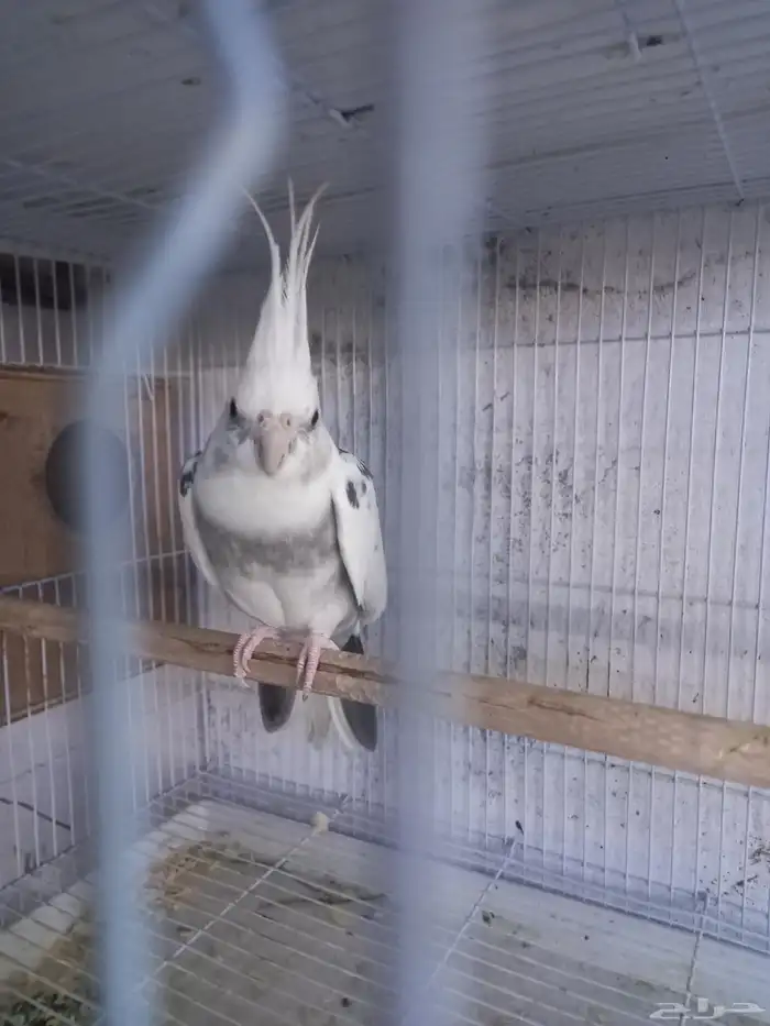 زوج كروان هولندي جرم ولون ..فخم..تم الحجز 8