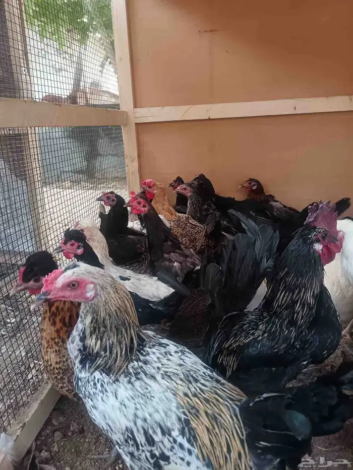 دجاج بلدي حساوي 2