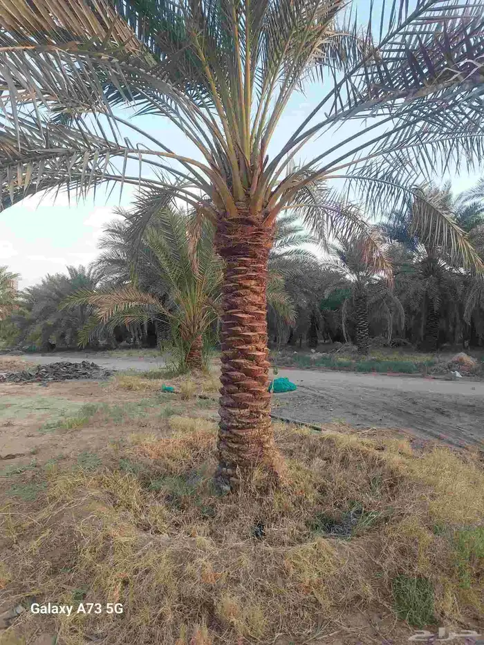 يوجد لدينا نخل عربي قلع وغرس و توريد 2
