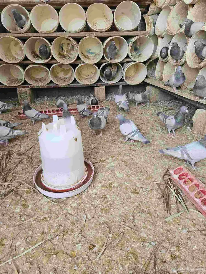 حمام سلفر حوالي 30 جوز او اكثر 1