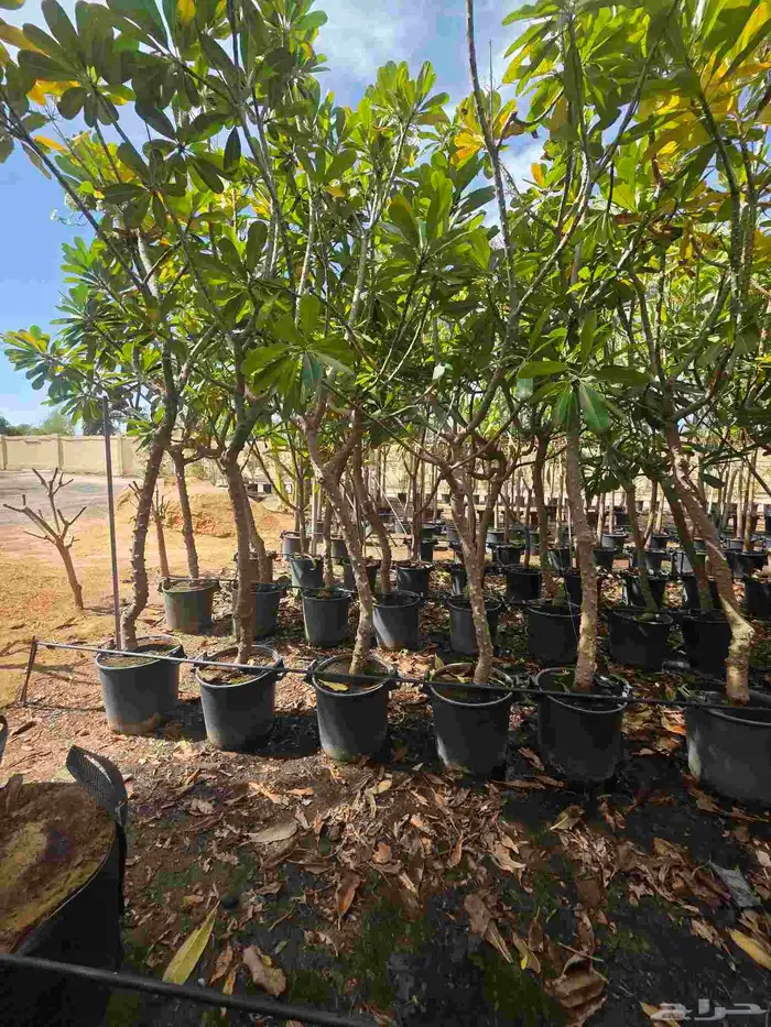 اشجار احجام كبيرة بأنواعها 2