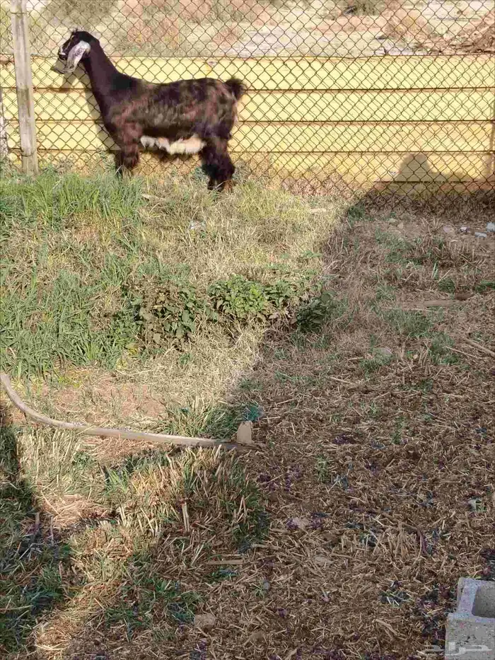 عداد 6 خرفان نعيم طيبه العمر من 8لي9 شهور. عداد 4 معزه 6