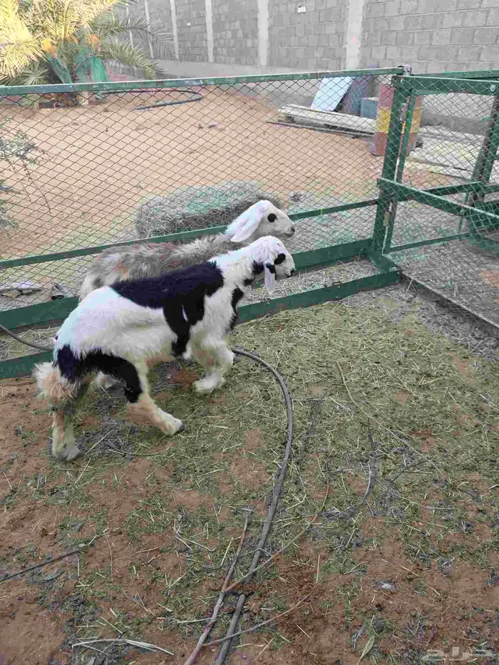 3 طليان نجد 1