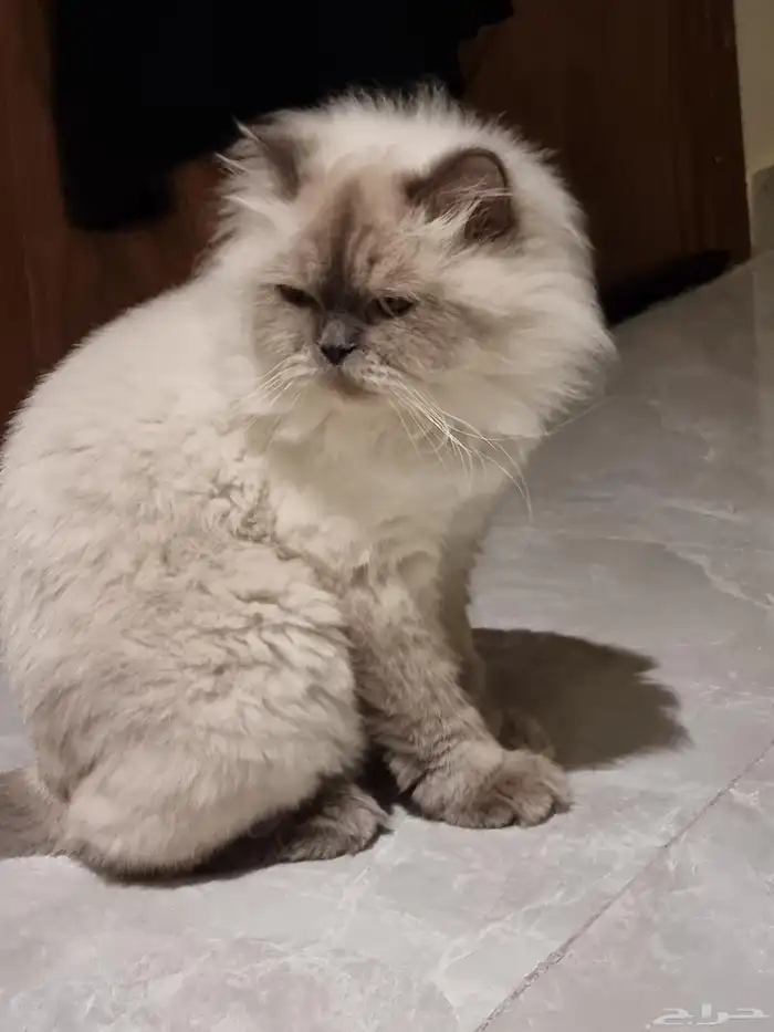 قط للتبني نوع همالايا ذكر (معق م) للجادين فقط 0