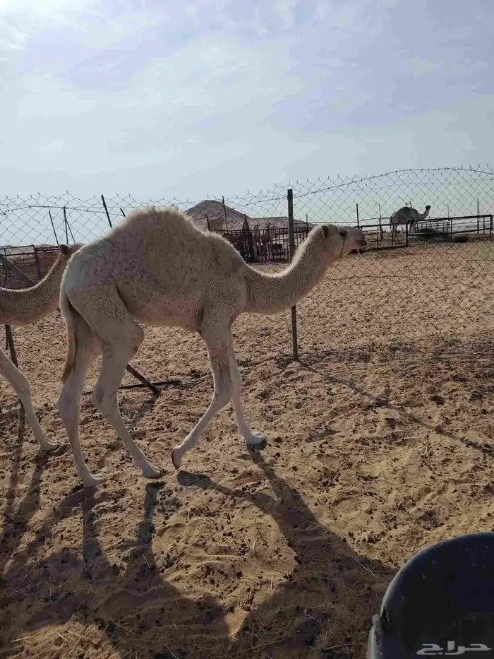 الله يزيد ويبارك 2 قعود 1بكره طيب 5