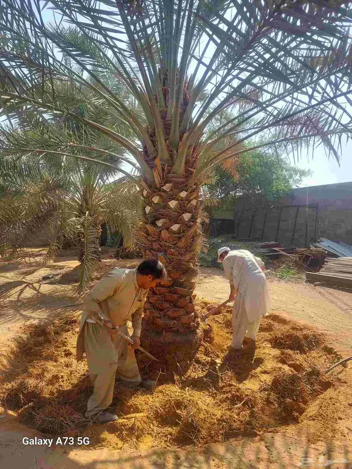 يوجد لدينا نخل عربي قلع وغرس و توريد 7