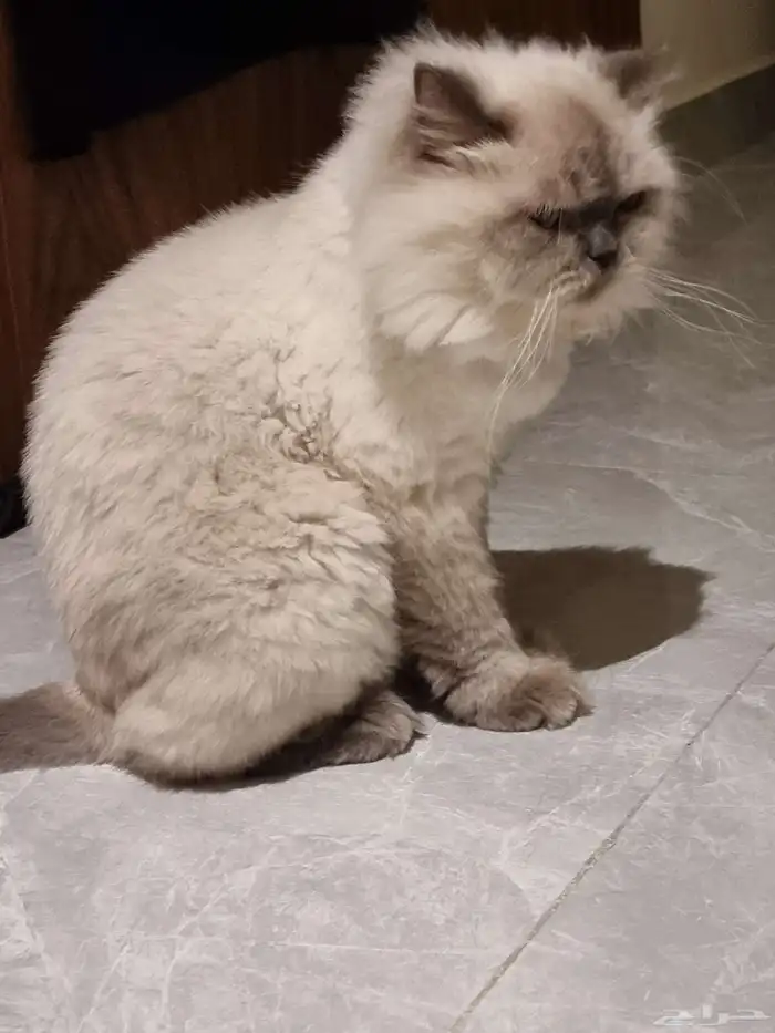 قط للتبني نوع همالايا ذكر (معق م) للجادين فقط 1