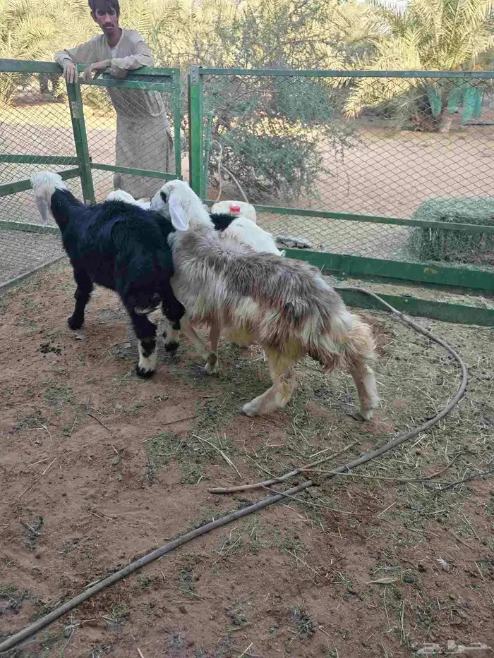 3 طليان نجد 3