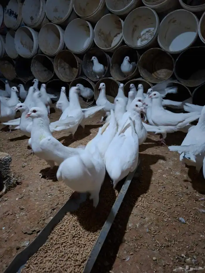 حمام فرنسي 3