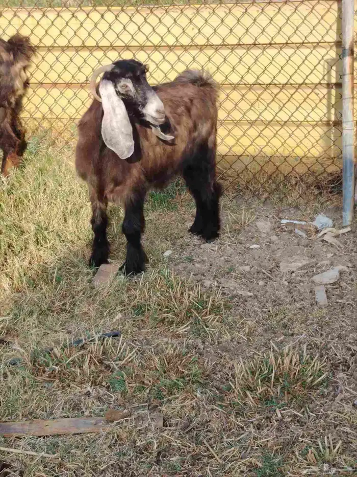 عداد 6 خرفان نعيم طيبه العمر من 8لي9 شهور. عداد 4 معزه 8