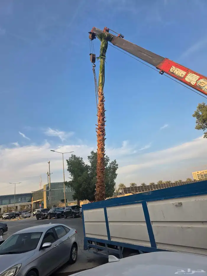 نخيل واشنطن 7