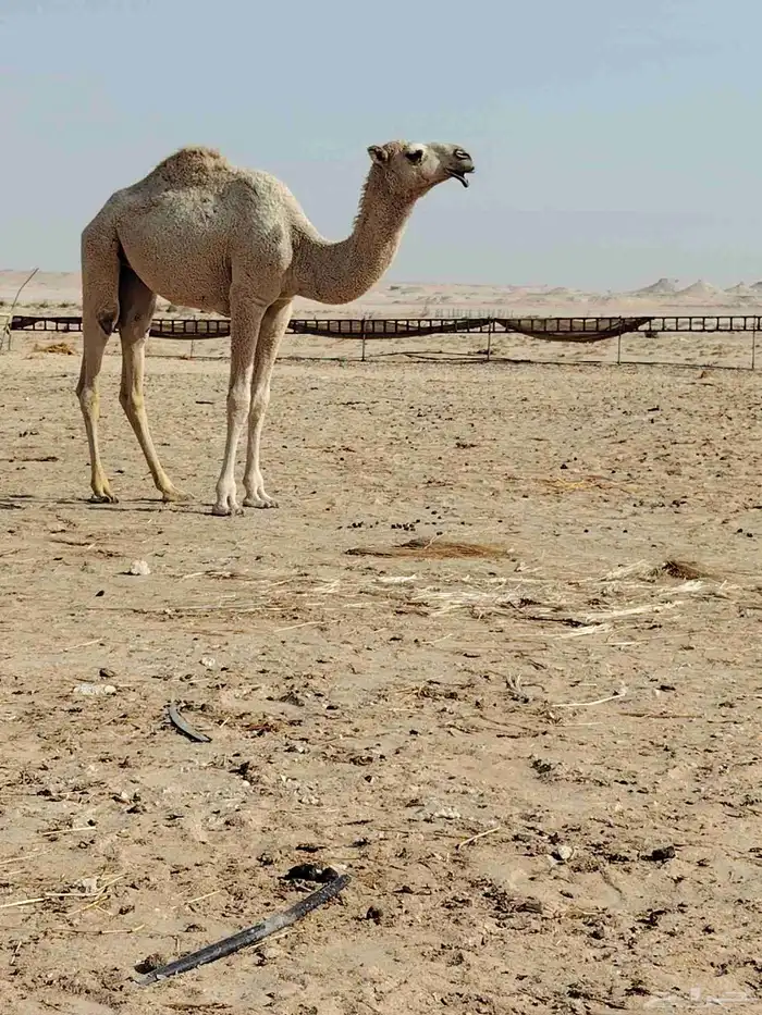 الله يزيد ويبارك 2 قعود 1بكره طيب 2