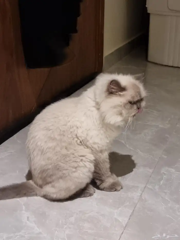 قط للتبني نوع همالايا ذكر (معق م) للجادين فقط 3