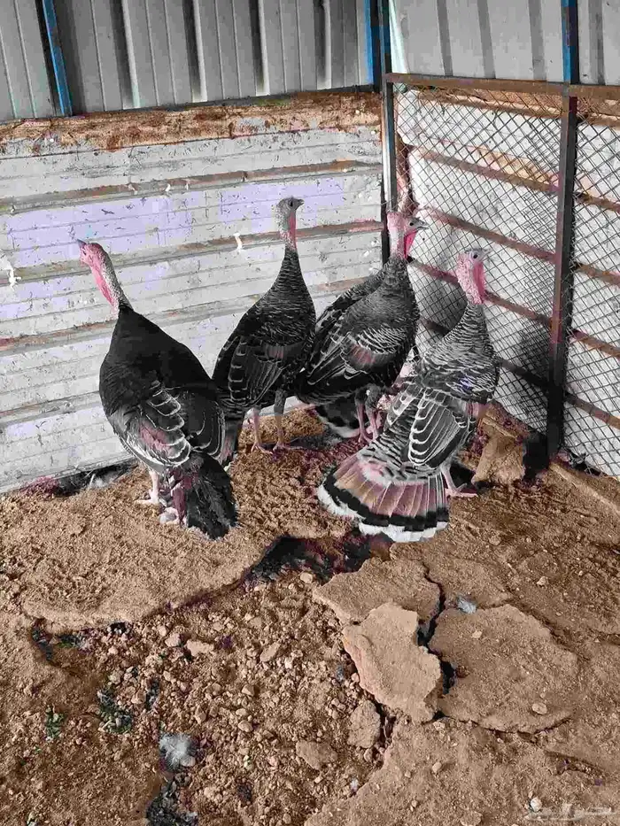 للبيع دجاج رومي العدد 5 17