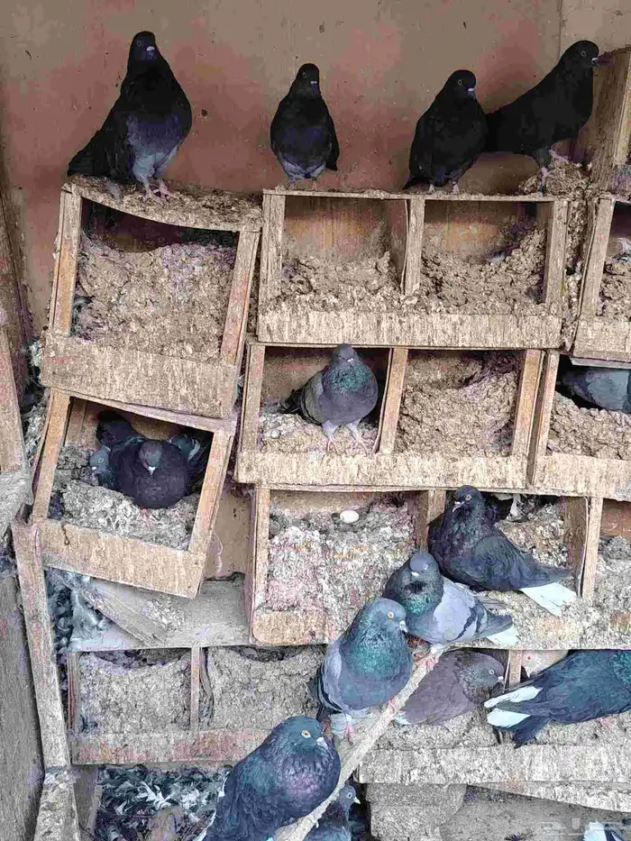 سكاي كتر الاوكراني 1