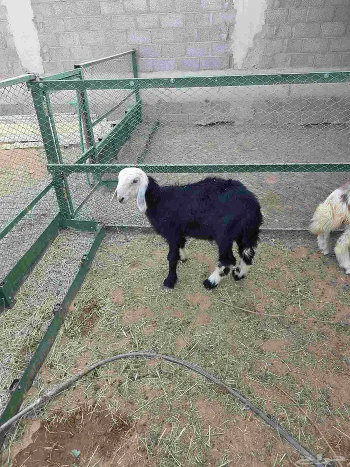 3 طليان نجد 4