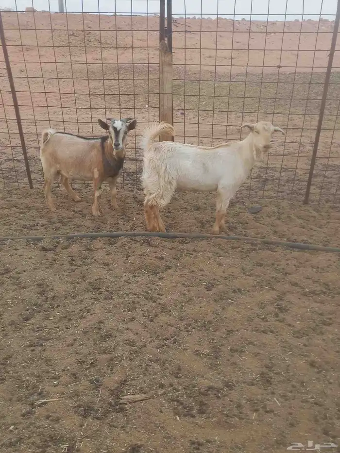 للبيع تيوس 4