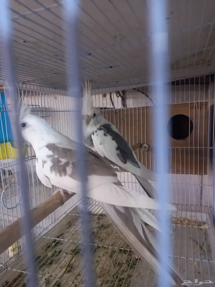 زوج كروان هولندي جرم ولون ..فخم..تم الحجز 3