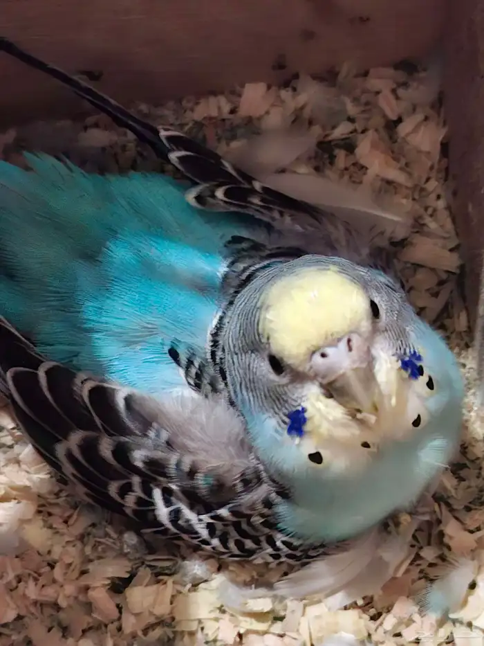 بادجي زوج منتج 1