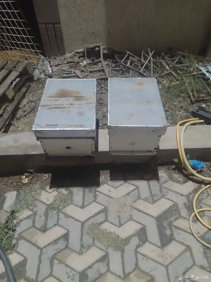 خلايا نحل للبيع افرنجي 8 بروز 0