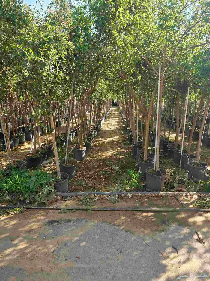 اشجار احجام كبيرة بأنواعها 12