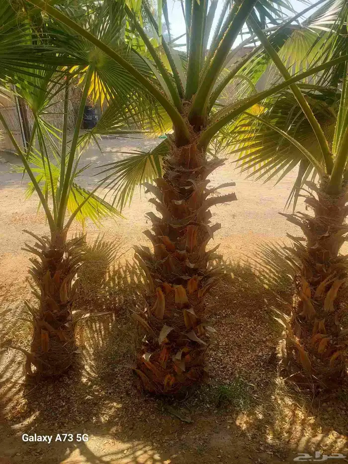 يوجد لدينا نخل عربي قلع وغرس و توريد 6
