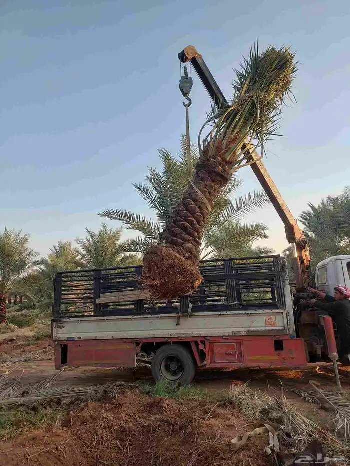 نخيل_مثمر_بجميع_انواعه_ومقاسته 6