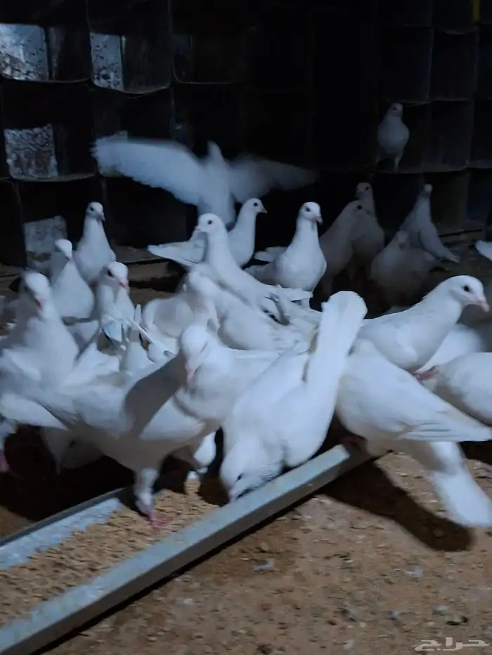 حمام فرنسي 2